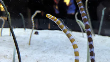 すみだ水族館に投稿された画像（2024/5/6）