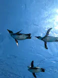 サンシャイン水族館に投稿された画像（2024/5/7）