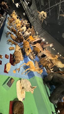特別展「大哺乳類展３－わけてつなげて大行進」に投稿された画像（2024/5/6）