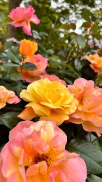 京成バラ園に投稿された画像（2024/5/6）