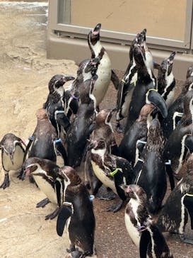 アクアワールド茨城県大洗水族館に投稿された画像（2024/5/6）