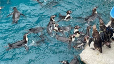 アクアワールド茨城県大洗水族館に投稿された画像（2024/5/6）
