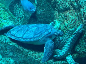 アクアワールド茨城県大洗水族館に投稿された画像（2024/5/6）