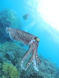 カマンタダイビングクラブに投稿された画像（2024/5/7）