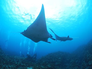 カマンタダイビングクラブに投稿された画像（2024/5/6）