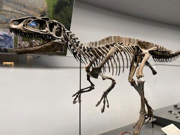 福井県立恐竜博物館に投稿された画像（2024/5/6）