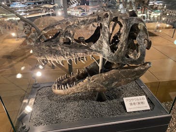 福井県立恐竜博物館に投稿された画像（2024/5/6）