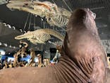 特別展「大哺乳類展３－わけてつなげて大行進」に投稿された画像（2024/5/7）