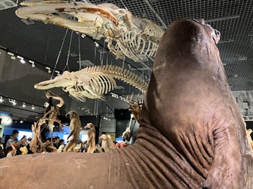 特別展「大哺乳類展３－わけてつなげて大行進」に投稿された画像（2024/5/6）