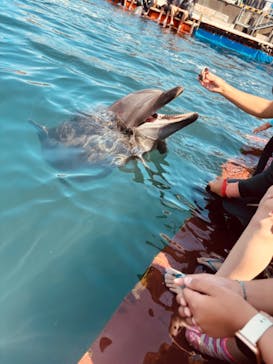 ドルフィンファンタジーに投稿された画像（2024/5/6）