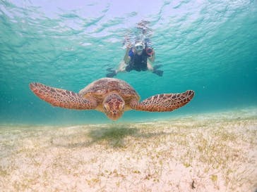 初心者専門宮古島シュノーケリングツアーに投稿された画像（2024/5/7）