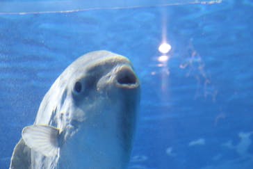 アクアワールド茨城県大洗水族館に投稿された画像（2024/5/7）