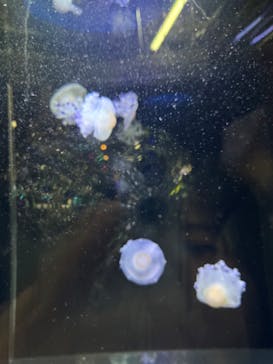 アクアワールド茨城県大洗水族館に投稿された画像（2024/5/7）