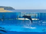 新江ノ島水族館に投稿された画像（2024/5/7）