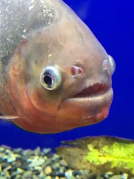 サケのふるさと 千歳水族館に投稿された画像（2024/5/7）