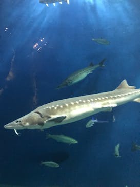 サケのふるさと 千歳水族館に投稿された画像（2024/5/7）