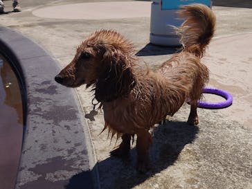 わんダフルネイチャーヴィレッジに投稿された画像（2024/5/7）