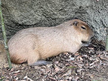 神戸どうぶつ王国に投稿された画像（2024/5/7）
