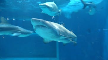 アクアワールド茨城県大洗水族館に投稿された画像（2024/5/7）