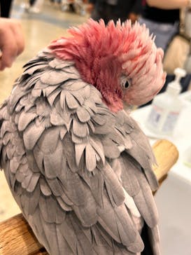 Pet博2025 幕張に投稿された画像（2024/5/7）