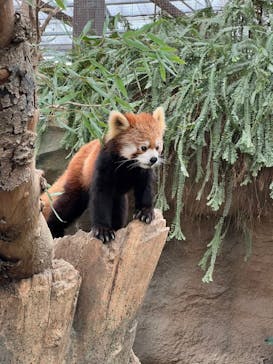 神戸どうぶつ王国に投稿された画像（2024/5/7）