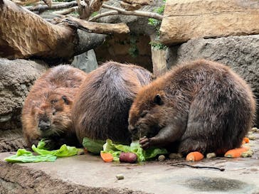 神戸どうぶつ王国に投稿された画像（2024/5/7）