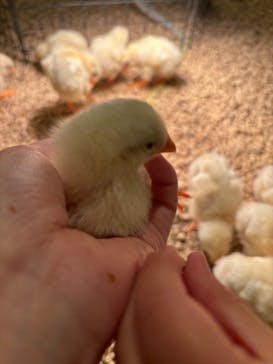 Moff animal cafe イオンモール幕張新都心店に投稿された画像（2024/5/7）