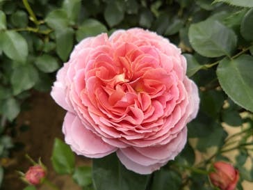 京成バラ園に投稿された画像（2024/5/7）