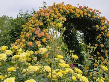 京成バラ園に投稿された画像（2024/5/7）