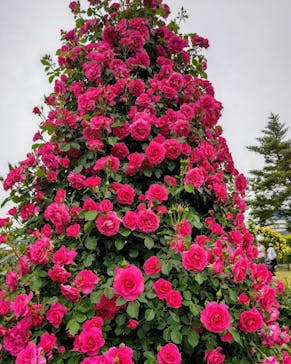 京成バラ園に投稿された画像（2024/5/7）