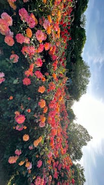 京成バラ園に投稿された画像（2024/5/7）