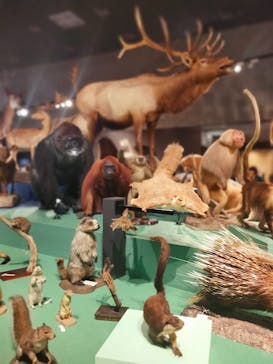 特別展「大哺乳類展３－わけてつなげて大行進」に投稿された画像（2024/5/7）