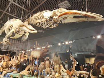 特別展「大哺乳類展３－わけてつなげて大行進」に投稿された画像（2024/5/7）