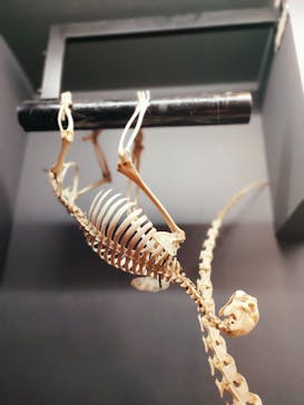 特別展「大哺乳類展３－わけてつなげて大行進」に投稿された画像（2024/5/7）