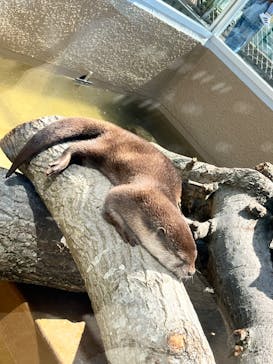 日立市かみね動物園に投稿された画像（2024/5/7）