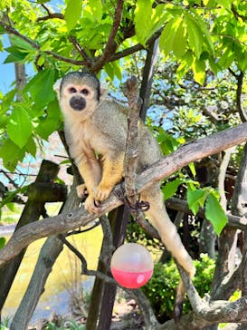 日立市かみね動物園に投稿された画像（2024/5/7）