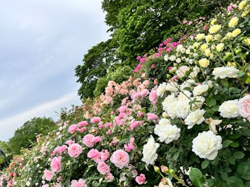 京成バラ園に投稿された画像（2024/5/7）