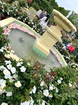 京成バラ園に投稿された画像（2024/5/7）