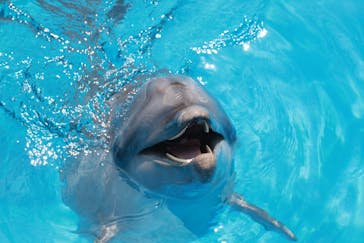 沖縄美ら海水族館に投稿された画像（2024/5/7）