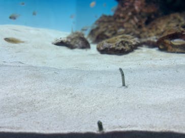 アクアワールド茨城県大洗水族館に投稿された画像（2024/5/7）