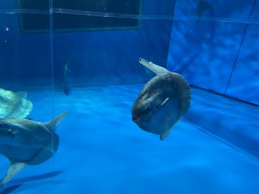 アクアワールド茨城県大洗水族館に投稿された画像（2024/5/7）