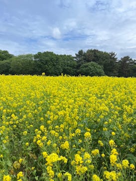 国営ひたち海浜公園プレジャーガーデンに投稿された画像（2024/5/7）