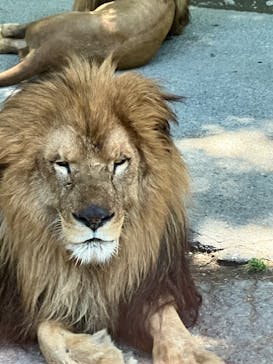 群馬サファリパークに投稿された画像（2024/5/7）