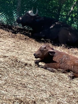 群馬サファリパークに投稿された画像（2024/5/7）