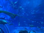 沖縄美ら海水族館に投稿された画像（2024/5/8）