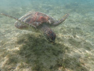 nico 宮古島に投稿された画像（2024/5/7）