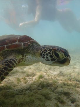 nico 宮古島に投稿された画像（2024/5/7）