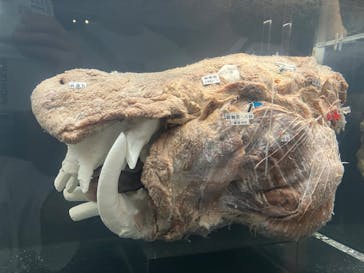 特別展「大哺乳類展３－わけてつなげて大行進」に投稿された画像（2024/5/7）