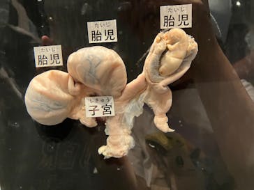 特別展「大哺乳類展３－わけてつなげて大行進」に投稿された画像（2024/5/7）