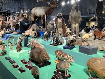 特別展「大哺乳類展３－わけてつなげて大行進」に投稿された画像（2024/5/7）